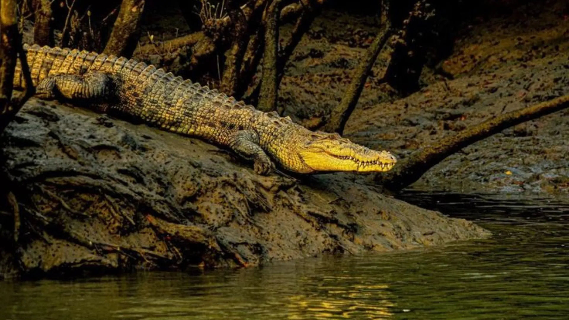Sundarban 2 Nights 3 Days Tour