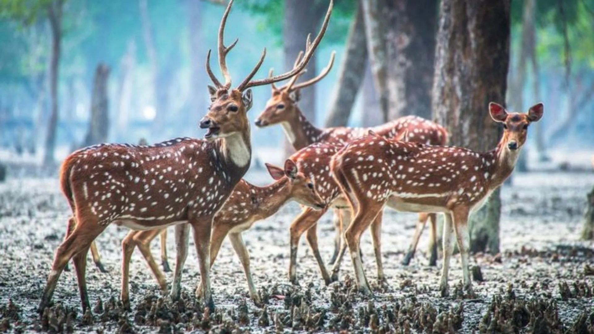Sundarban 1 Night 2 Days Tour
